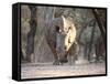 White Rhinoceros Mother And Calf-Peter Chadwick-Framed Stretched Canvas