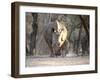 White Rhinoceros Mother And Calf-Peter Chadwick-Framed Photographic Print