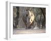 White Rhinoceros Mother And Calf-Peter Chadwick-Framed Photographic Print