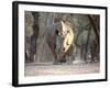 White Rhinoceros Mother And Calf-Peter Chadwick-Framed Photographic Print