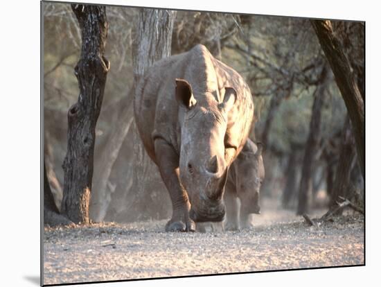White Rhinoceros Mother And Calf-Peter Chadwick-Mounted Photographic Print