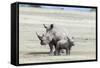 White Rhinoceros Mother with Calf, Kenya-Martin Zwick-Framed Stretched Canvas