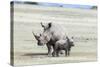 White Rhinoceros Mother with Calf, Kenya-Martin Zwick-Stretched Canvas