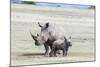 White Rhinoceros Mother with Calf, Kenya-Martin Zwick-Mounted Photographic Print