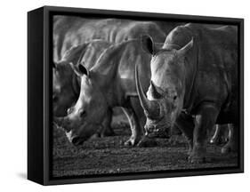 White Rhinoceros or Square-Lipped Rhinoceros Which Is One of the Few Remaining Megafauna Species-Mark Hannaford-Framed Stretched Canvas