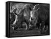 White Rhinoceros or Square-Lipped Rhinoceros Which Is One of the Few Remaining Megafauna Species-Mark Hannaford-Framed Stretched Canvas