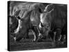 White Rhinoceros or Square-Lipped Rhinoceros Which Is One of the Few Remaining Megafauna Species-Mark Hannaford-Stretched Canvas