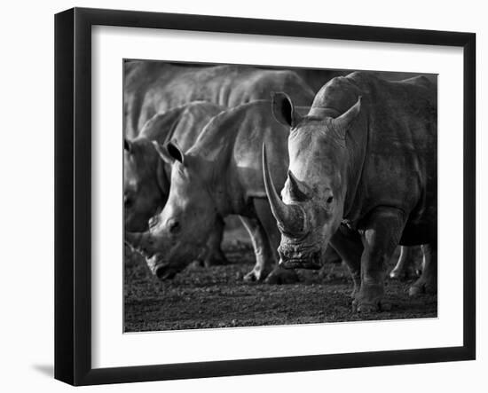 White Rhinoceros or Square-Lipped Rhinoceros Which Is One of the Few Remaining Megafauna Species-Mark Hannaford-Framed Photographic Print