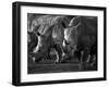 White Rhinoceros or Square-Lipped Rhinoceros Which Is One of the Few Remaining Megafauna Species-Mark Hannaford-Framed Photographic Print