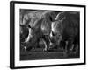 White Rhinoceros or Square-Lipped Rhinoceros Which Is One of the Few Remaining Megafauna Species-Mark Hannaford-Framed Photographic Print