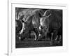 White Rhinoceros or Square-Lipped Rhinoceros Which Is One of the Few Remaining Megafauna Species-Mark Hannaford-Framed Photographic Print