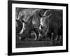 White Rhinoceros or Square-Lipped Rhinoceros Which Is One of the Few Remaining Megafauna Species-Mark Hannaford-Framed Photographic Print