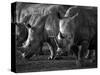 White Rhinoceros or Square-Lipped Rhinoceros Which Is One of the Few Remaining Megafauna Species-Mark Hannaford-Stretched Canvas