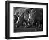 White Rhinoceros or Square-Lipped Rhinoceros Which Is One of the Few Remaining Megafauna Species-Mark Hannaford-Framed Photographic Print