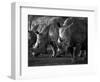 White Rhinoceros or Square-Lipped Rhinoceros Which Is One of the Few Remaining Megafauna Species-Mark Hannaford-Framed Photographic Print