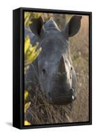 White Rhinoceros Potrait of a Male-null-Framed Stretched Canvas