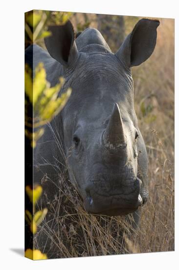 White Rhinoceros Potrait of a Male-null-Stretched Canvas