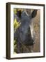 White Rhinoceros Potrait of a Male-null-Framed Premium Photographic Print