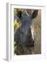 White Rhinoceros Potrait of a Male-null-Framed Premium Photographic Print