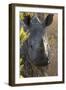 White Rhinoceros Potrait of a Male-null-Framed Photographic Print