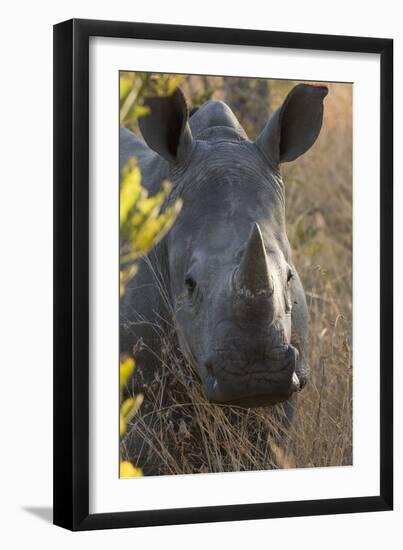 White Rhinoceros Potrait of a Male-null-Framed Photographic Print