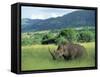 White Rhinoceros (Rhino), Ceratherium Sumum, Itala Game Reserve, Kwazulu-Natal, South Africa-Ann & Steve Toon-Framed Stretched Canvas