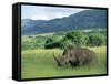 White Rhinoceros (Rhino), Ceratherium Sumum, Itala Game Reserve, Kwazulu-Natal, South Africa-Ann & Steve Toon-Framed Stretched Canvas