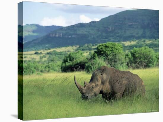 White Rhinoceros (Rhino), Ceratherium Sumum, Itala Game Reserve, Kwazulu-Natal, South Africa-Ann & Steve Toon-Stretched Canvas