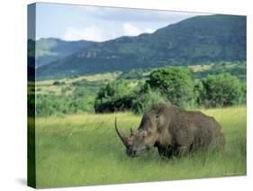 White Rhinoceros (Rhino), Ceratherium Sumum, Itala Game Reserve, Kwazulu-Natal, South Africa-Ann & Steve Toon-Stretched Canvas