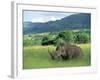 White Rhinoceros (Rhino), Ceratherium Sumum, Itala Game Reserve, Kwazulu-Natal, South Africa-Ann & Steve Toon-Framed Photographic Print
