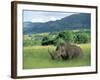 White Rhinoceros (Rhino), Ceratherium Sumum, Itala Game Reserve, Kwazulu-Natal, South Africa-Ann & Steve Toon-Framed Photographic Print