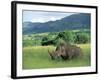 White Rhinoceros (Rhino), Ceratherium Sumum, Itala Game Reserve, Kwazulu-Natal, South Africa-Ann & Steve Toon-Framed Photographic Print