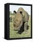 White Rhinoceros (Rhino), Ceratotherium Simum, Itala Game Reserve, Kwazulu-Natal, South Africa-Ann & Steve Toon-Framed Stretched Canvas