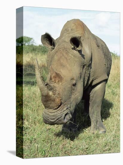 White Rhinoceros (Rhino), Ceratotherium Simum, Itala Game Reserve, Kwazulu-Natal, South Africa-Ann & Steve Toon-Stretched Canvas