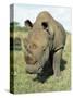 White Rhinoceros (Rhino), Ceratotherium Simum, Itala Game Reserve, Kwazulu-Natal, South Africa-Ann & Steve Toon-Stretched Canvas