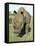 White Rhinoceros (Rhino), Ceratotherium Simum, Itala Game Reserve, Kwazulu-Natal, South Africa-Ann & Steve Toon-Framed Stretched Canvas