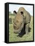 White Rhinoceros (Rhino), Ceratotherium Simum, Itala Game Reserve, Kwazulu-Natal, South Africa-Ann & Steve Toon-Framed Stretched Canvas