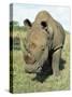 White Rhinoceros (Rhino), Ceratotherium Simum, Itala Game Reserve, Kwazulu-Natal, South Africa-Ann & Steve Toon-Stretched Canvas