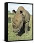 White Rhinoceros (Rhino), Ceratotherium Simum, Itala Game Reserve, Kwazulu-Natal, South Africa-Ann & Steve Toon-Framed Stretched Canvas