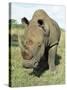 White Rhinoceros (Rhino), Ceratotherium Simum, Itala Game Reserve, Kwazulu-Natal, South Africa-Ann & Steve Toon-Stretched Canvas