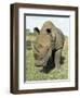 White Rhinoceros (Rhino), Ceratotherium Simum, Itala Game Reserve, Kwazulu-Natal, South Africa-Ann & Steve Toon-Framed Photographic Print