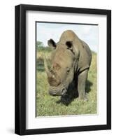 White Rhinoceros (Rhino), Ceratotherium Simum, Itala Game Reserve, Kwazulu-Natal, South Africa-Ann & Steve Toon-Framed Photographic Print