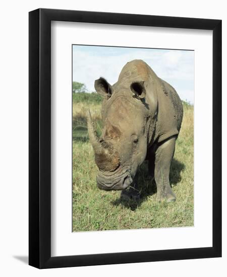 White Rhinoceros (Rhino), Ceratotherium Simum, Itala Game Reserve, Kwazulu-Natal, South Africa-Ann & Steve Toon-Framed Photographic Print