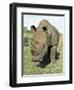 White Rhinoceros (Rhino), Ceratotherium Simum, Itala Game Reserve, Kwazulu-Natal, South Africa-Ann & Steve Toon-Framed Photographic Print