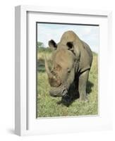 White Rhinoceros (Rhino), Ceratotherium Simum, Itala Game Reserve, Kwazulu-Natal, South Africa-Ann & Steve Toon-Framed Photographic Print