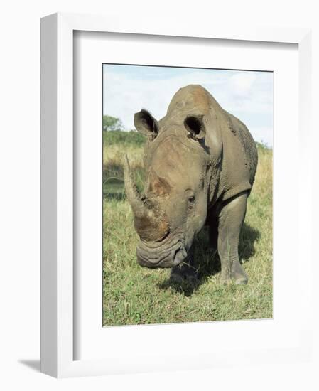 White Rhinoceros (Rhino), Ceratotherium Simum, Itala Game Reserve, Kwazulu-Natal, South Africa-Ann & Steve Toon-Framed Photographic Print