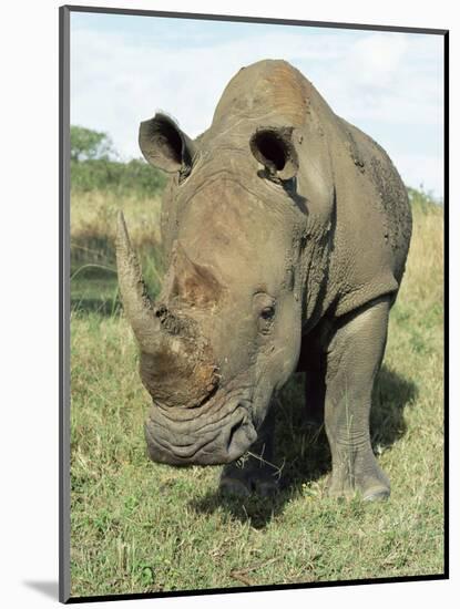 White Rhinoceros (Rhino), Ceratotherium Simum, Itala Game Reserve, Kwazulu-Natal, South Africa-Ann & Steve Toon-Mounted Photographic Print