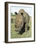 White Rhinoceros (Rhino), Ceratotherium Simum, Itala Game Reserve, Kwazulu-Natal, South Africa-Ann & Steve Toon-Framed Photographic Print