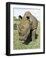 White Rhinoceros (Rhino), Ceratotherium Simum, Itala Game Reserve, Kwazulu-Natal, South Africa-Ann & Steve Toon-Framed Photographic Print