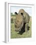 White Rhinoceros (Rhino), Ceratotherium Simum, Itala Game Reserve, Kwazulu-Natal, South Africa-Ann & Steve Toon-Framed Photographic Print